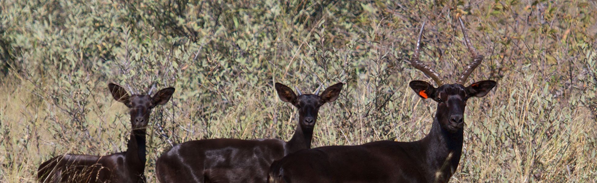 Black Impala Header