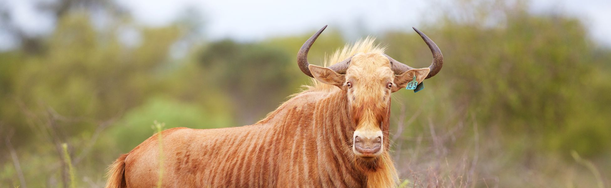 Golden Wildebeest Header