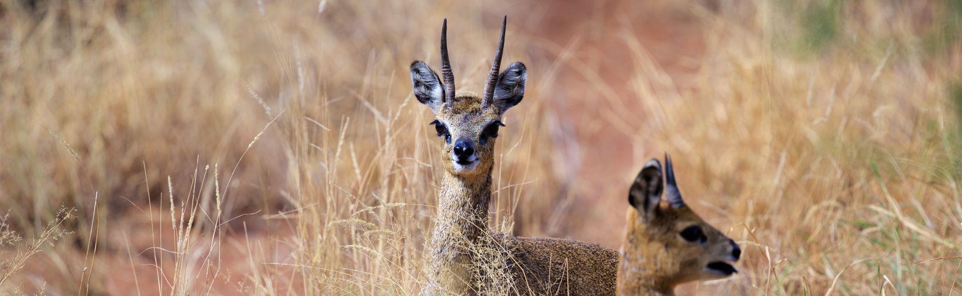 Klipspringer Banner