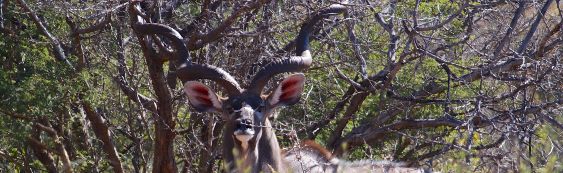 Kudu Header