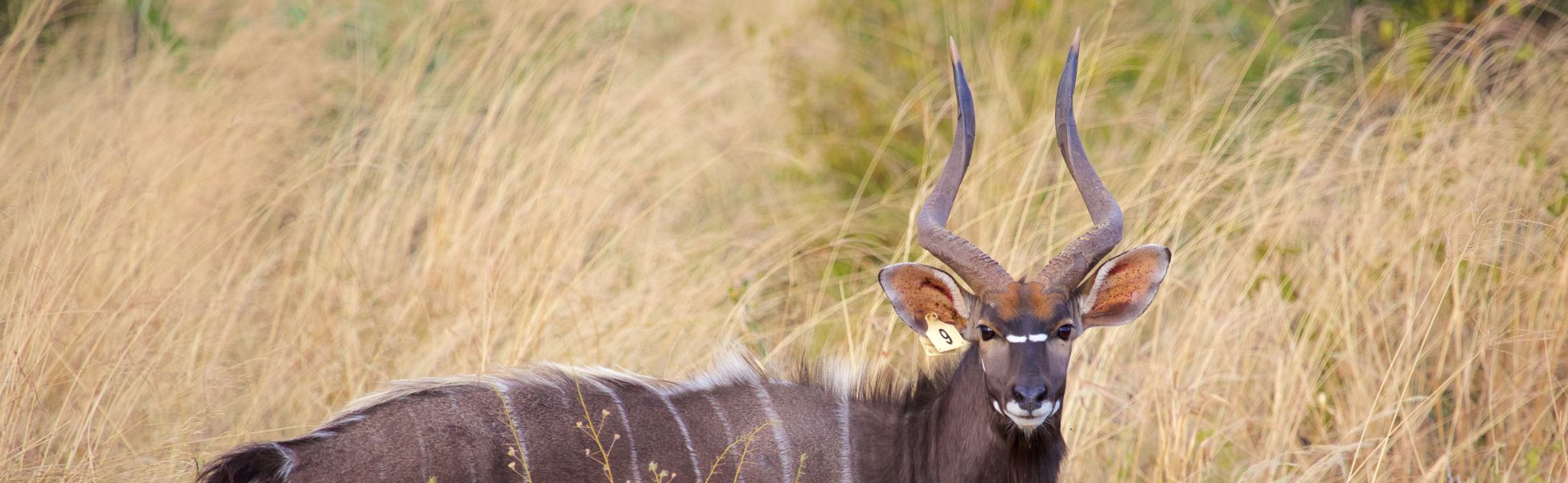 Nyala Header