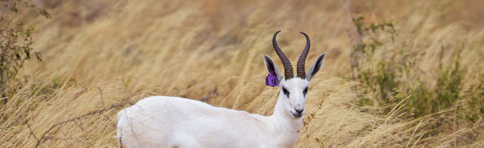 White Springbok Header