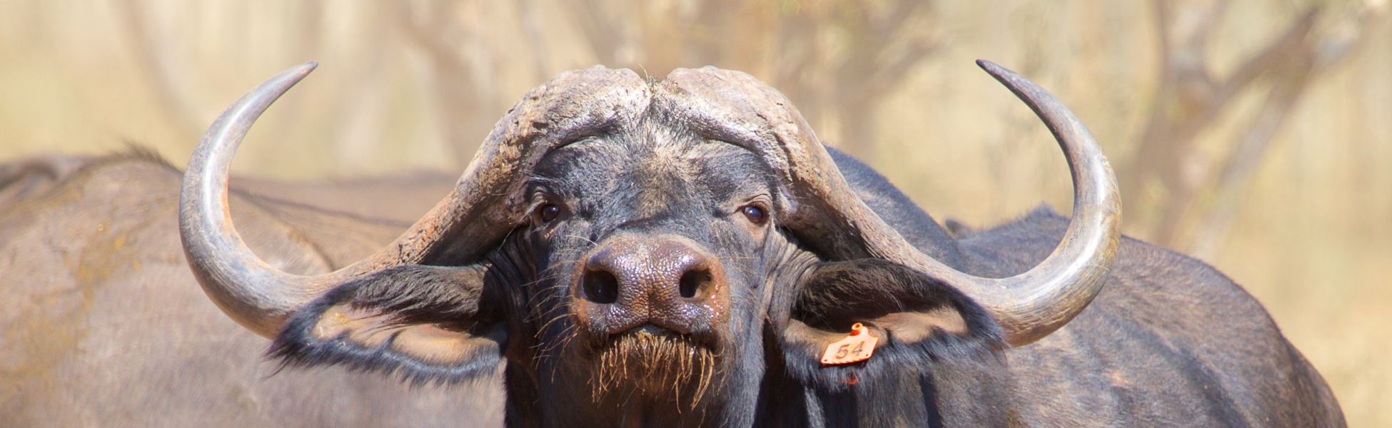 Buffalo Header