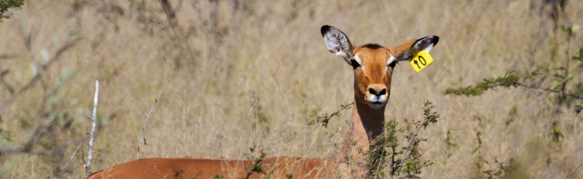 Impala Header