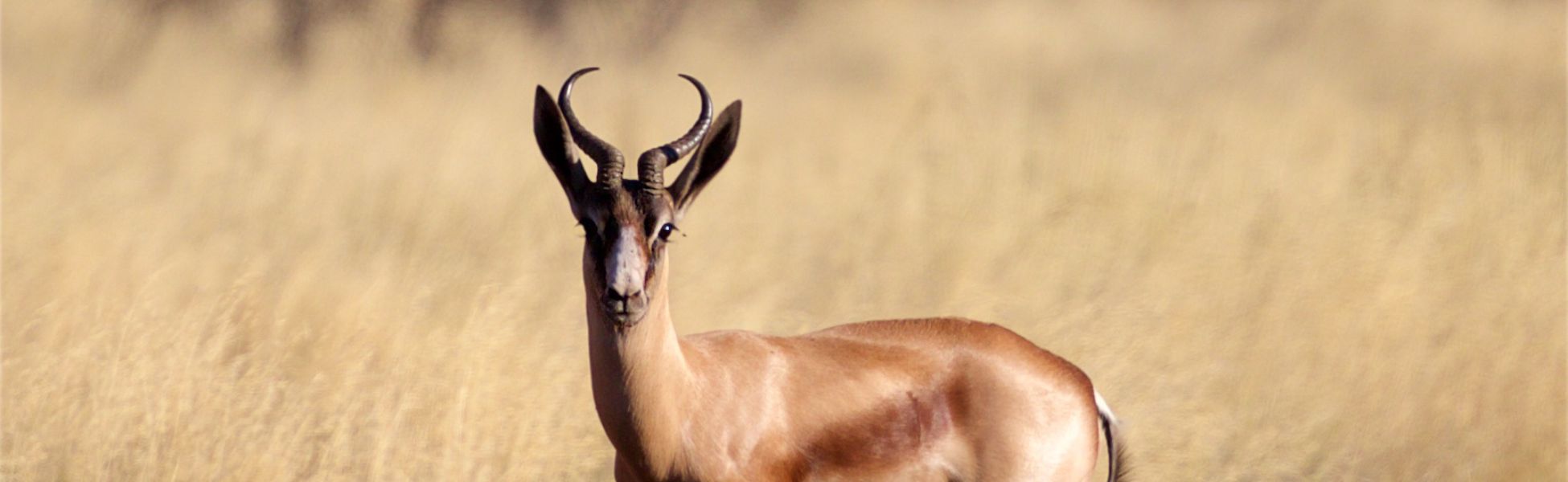 Springbok Header